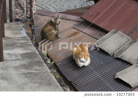 Tatted roof cat Tatted roof cat 19277803