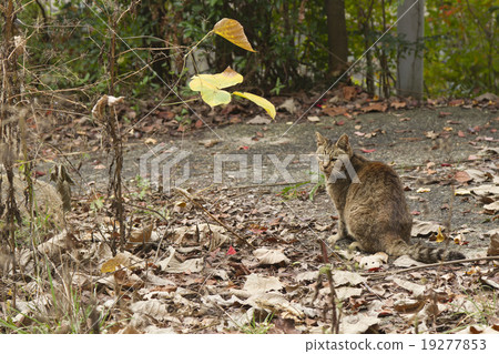 Stray cat 19277853