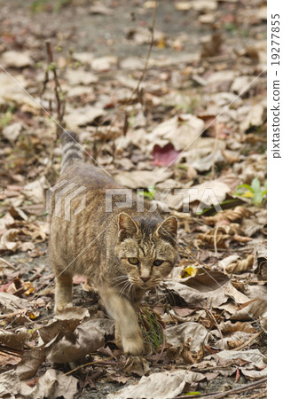 Stray cat 19277855