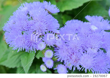 Blue-purple flowers Blue-purple flowers 19278067