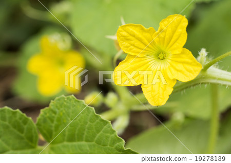 甜瓜花了 19278189