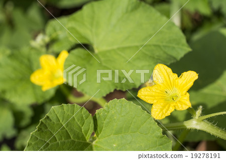 Melon flowers Melon flowers 19278191