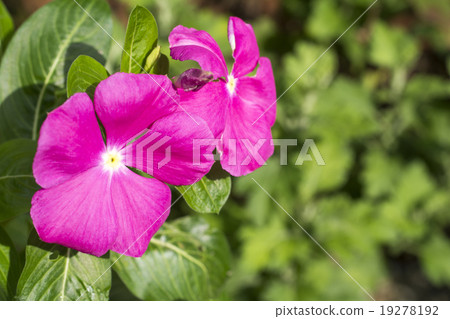 Pink daily grass flowers Pink daily grass flowers 19278192