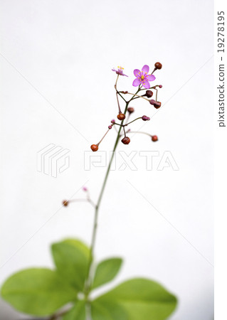 Hazelan flowers 19278195