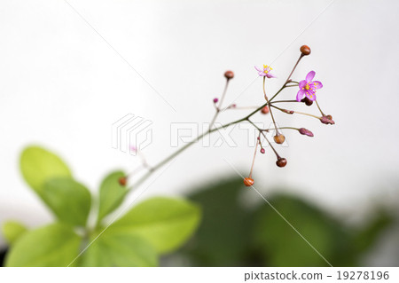 Hazelan flowers 19278196
