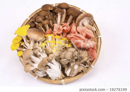 Assorted mushrooms on a monkey 19278199