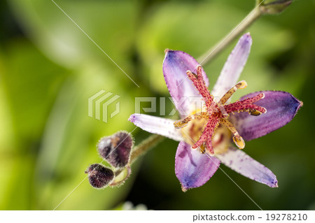 Up flowers of Hototogisu 19278210