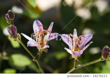Two-wheeled stem head flower flowers 19278211