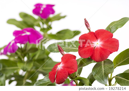 Red daily grass flowers with pink back Red daily grass flowers with pink back 19278214