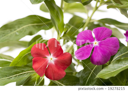 Red and pink daily grass flowers 19278215