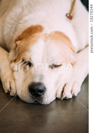 Central Asian Shepherd dog. Molossoid type dog 19278344