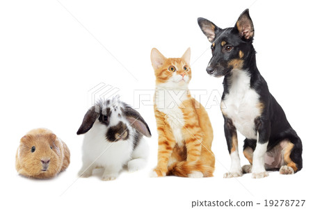 kitten and puppy 19278727