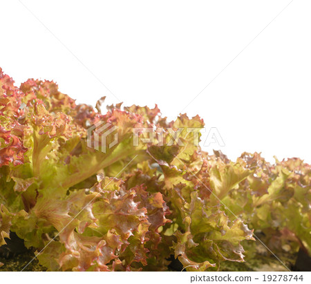 agricultural 19278744