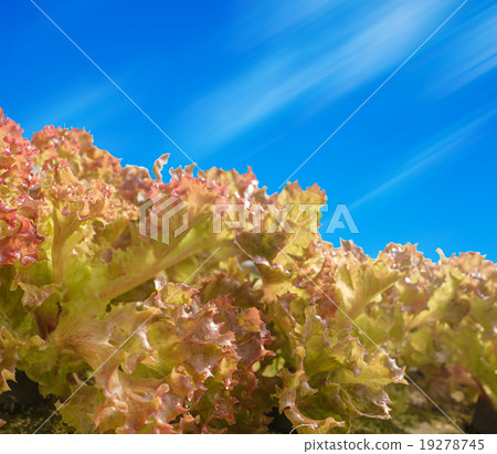 agricultural agricultural 19278745