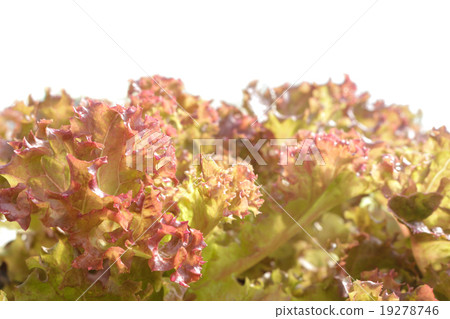 agricultural 19278746