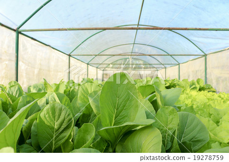 Organic Organic 19278759