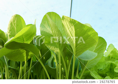 Organic Organic 19278765