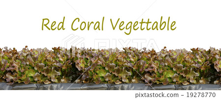 Organic Organic 19278770