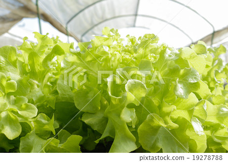 agricultural 19278788