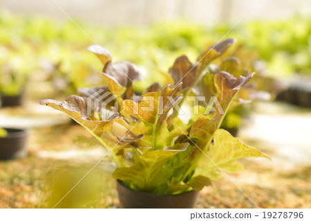 agricultural 19278796