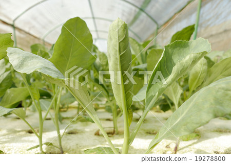 agricultural agricultural 19278800