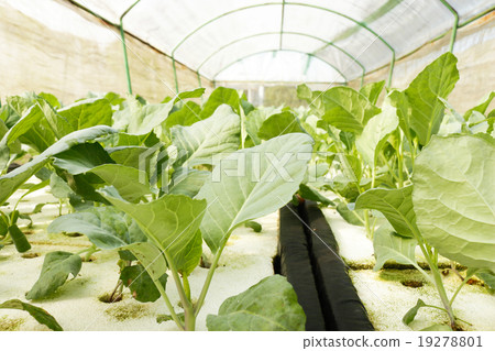 agricultural agricultural 19278801