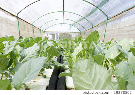 agricultural agricultural 19278802