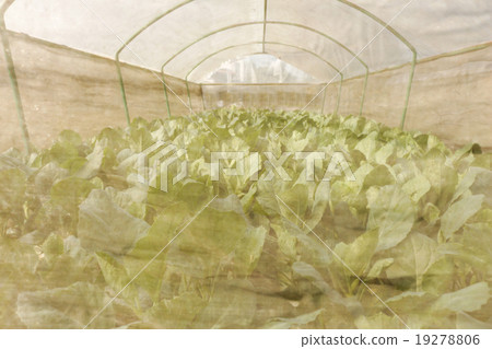 agricultural 19278806