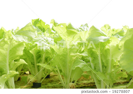 agricultural 19278807