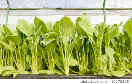 agricultural agricultural 19278808