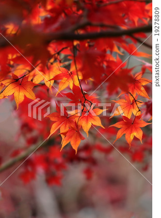 秋天的樹葉 19278809