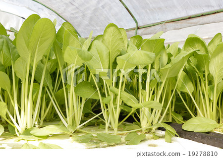 agricultural agricultural 19278810