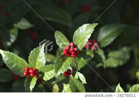 Nandina fruit  Nandina fruit  19278811
