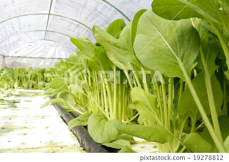 agricultural agricultural 19278812