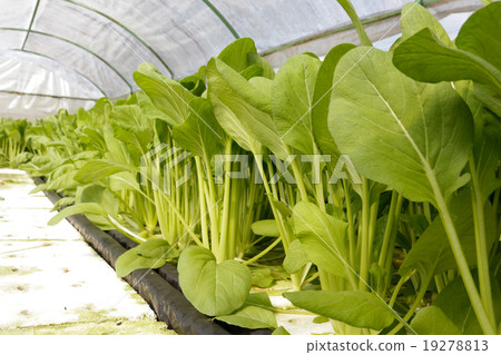 agricultural 19278813