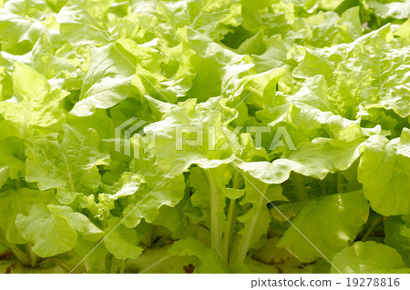 agricultural 19278816