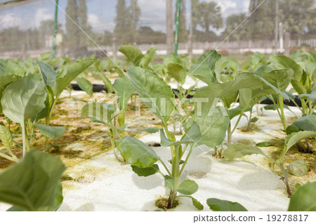 agricultural agricultural 19278817