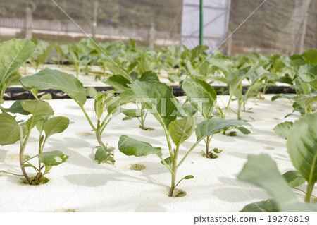 agricultural agricultural 19278819