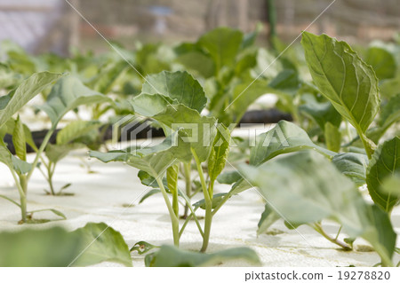 agricultural 19278820