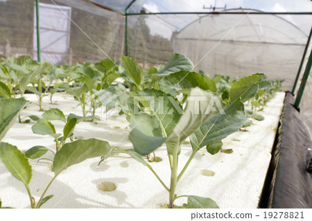 agricultural 19278821