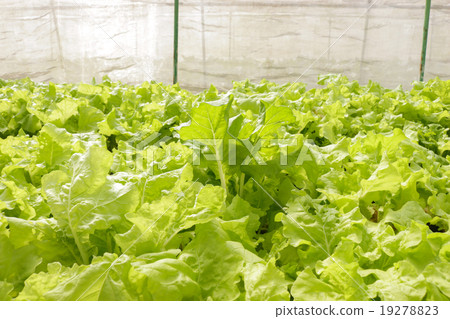 agricultural 19278823