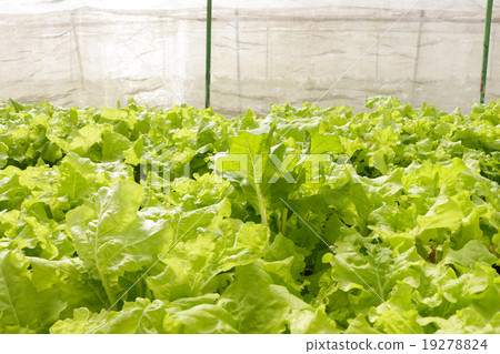 agricultural 19278824