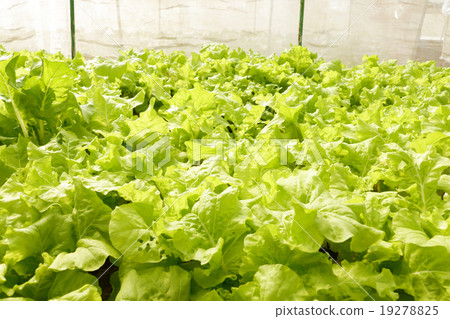 agricultural 19278825