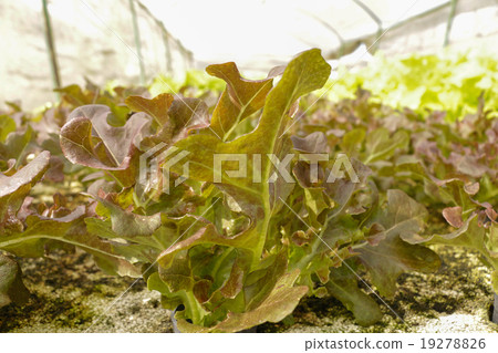 agricultural 19278826