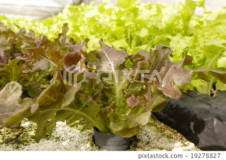 agricultural 19278827