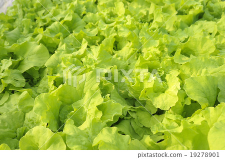 agricultural agricultural 19278901