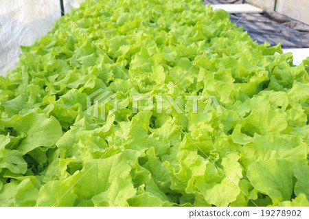 agricultural 19278902