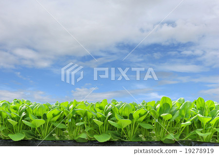 Fresh hydroponic 19278919