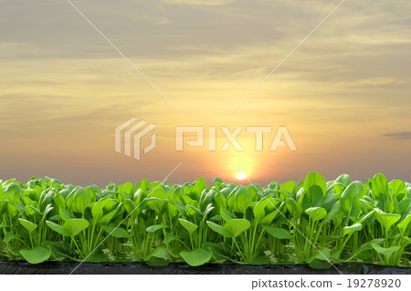 Fresh hydroponic 19278920