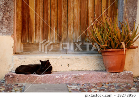 Big black cat 19278950